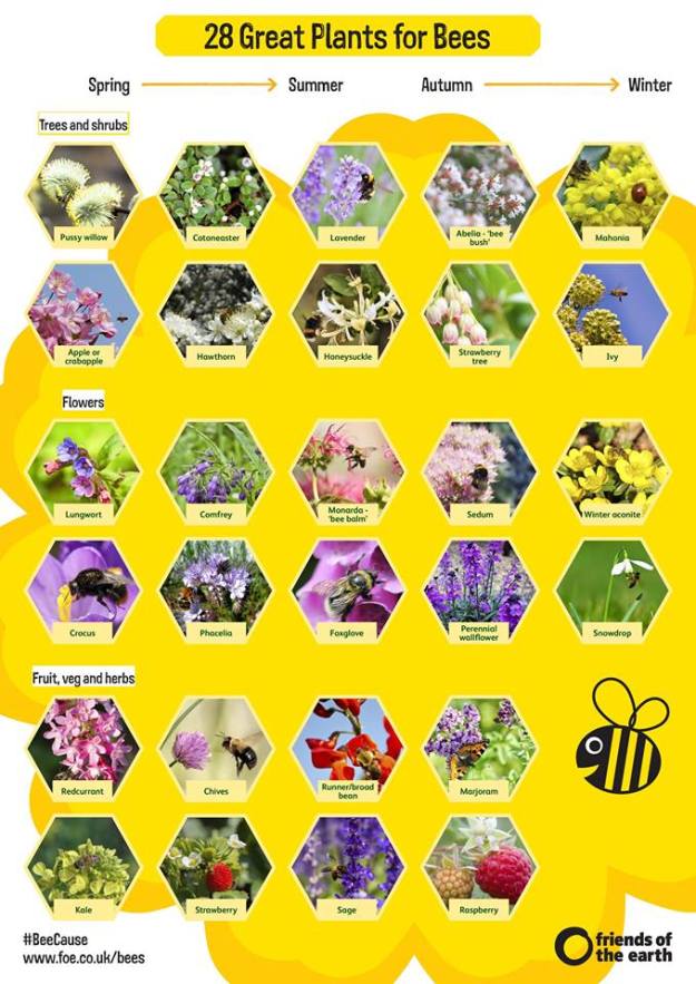 bee count